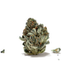 Master Kush